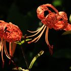 The Turks Cap.