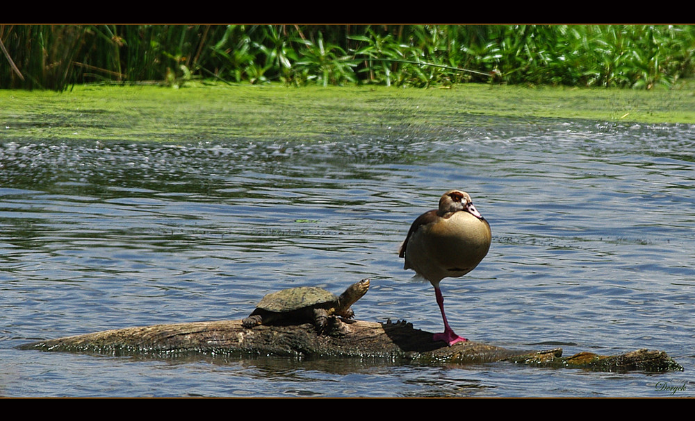 The Turtle and the Goose