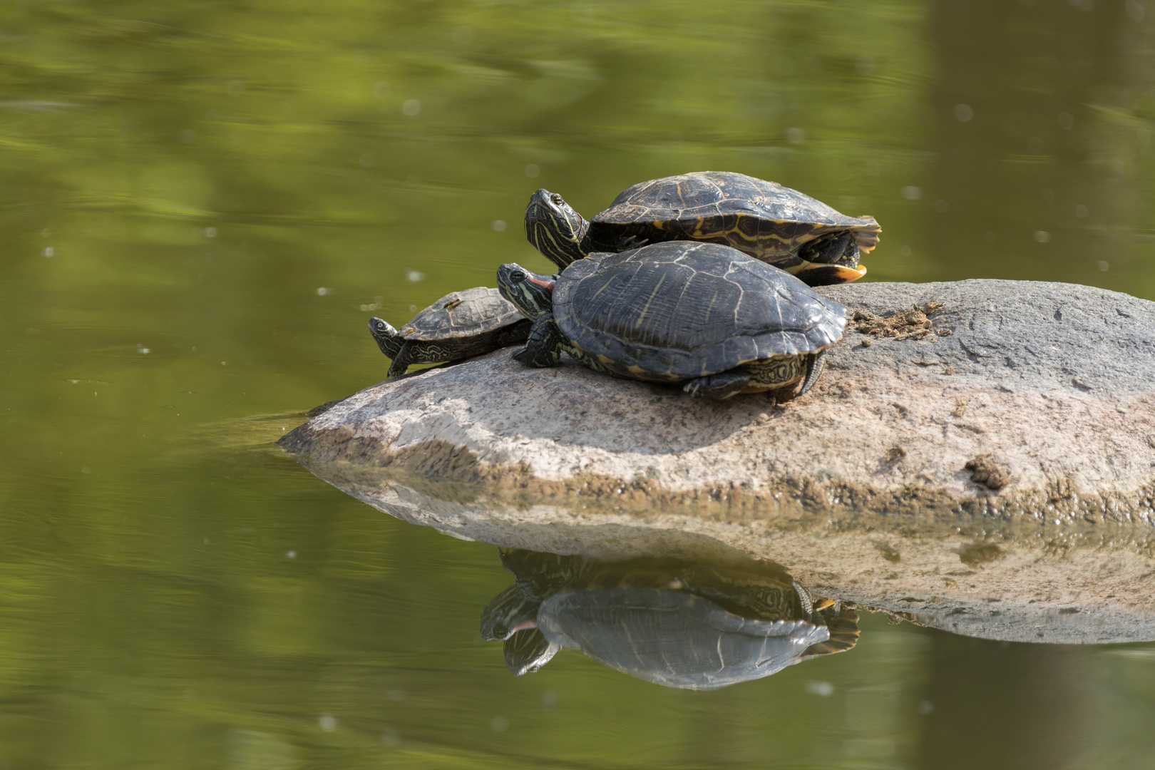 The turtle family 