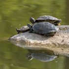 The turtle family 
