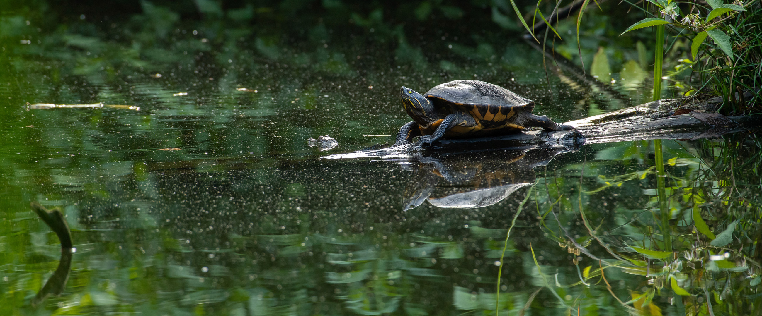 The Turtles of Costa Rica