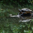 The Turtles of Costa Rica