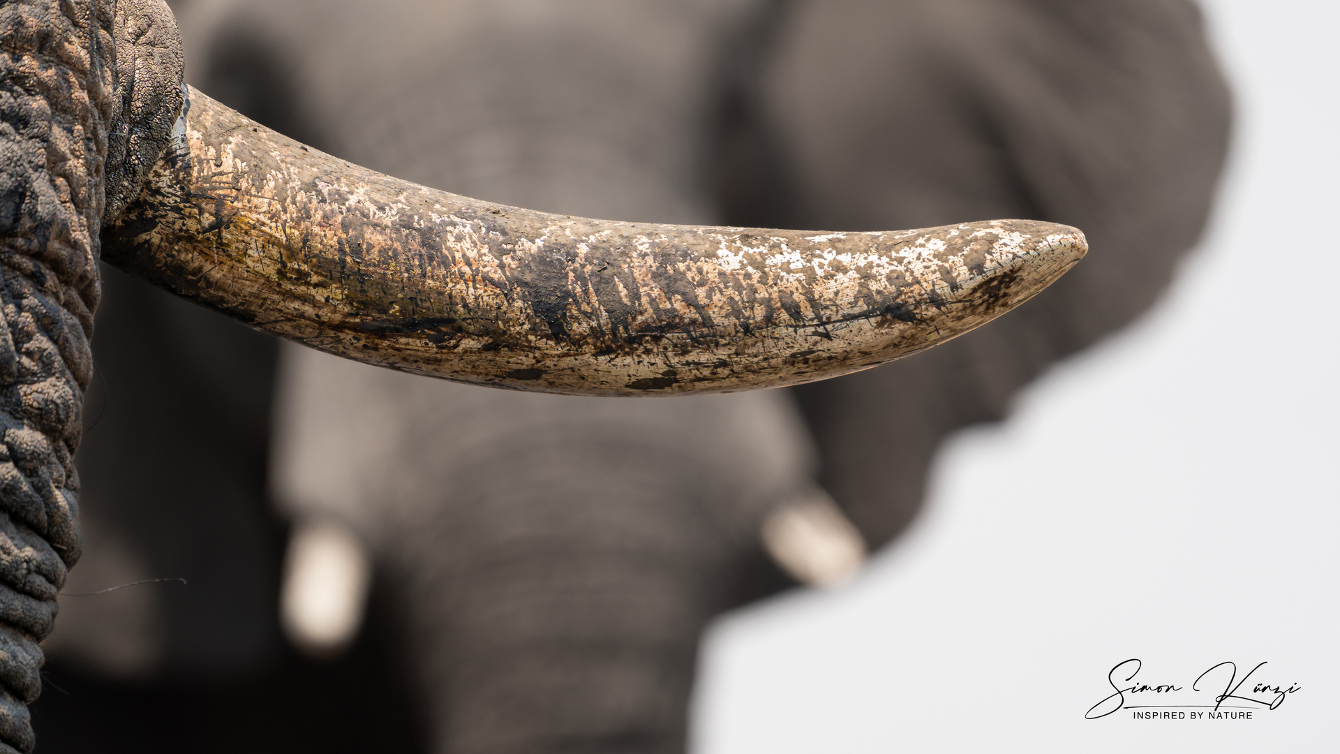 The Tusk Foto & Bild tiere, wildlife, säugetiere Bilder auf