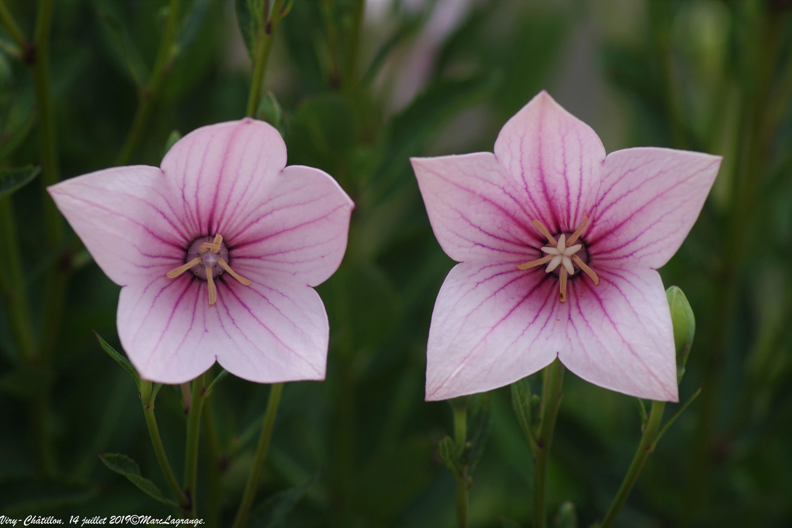 The Twin Flowers.