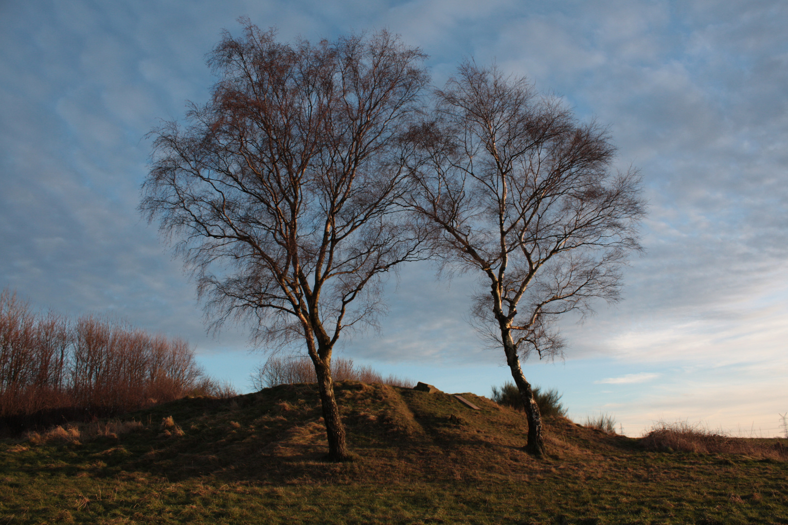 the twin trees...