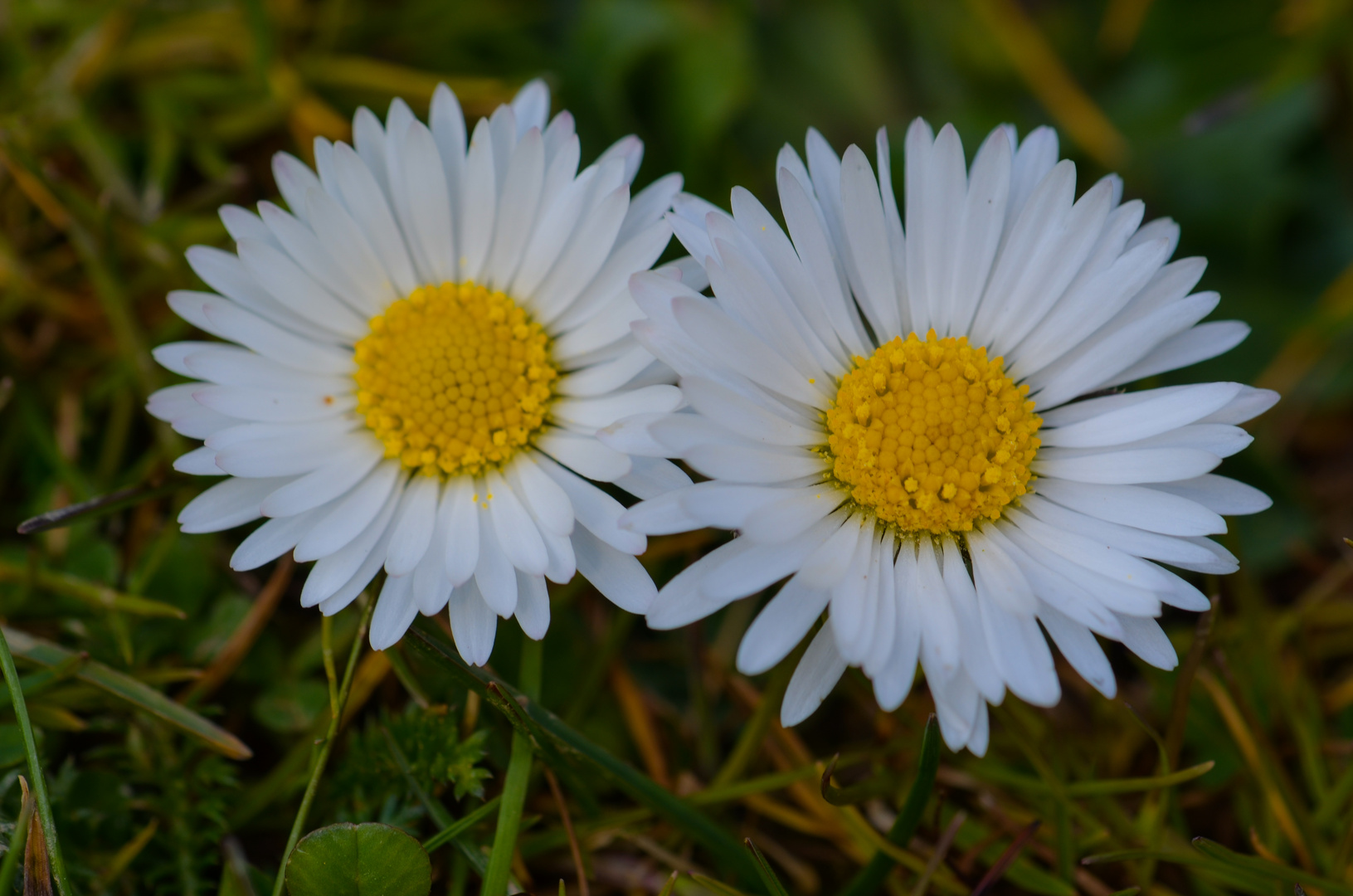 The two Daisys