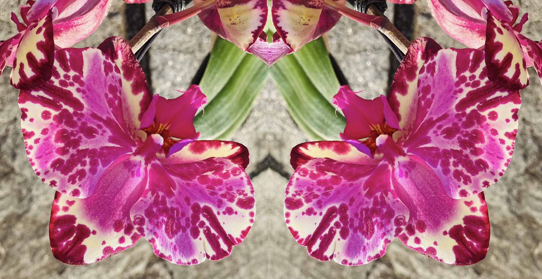 the two faces of a butterfly orchid 