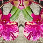 the two faces of a butterfly orchid 
