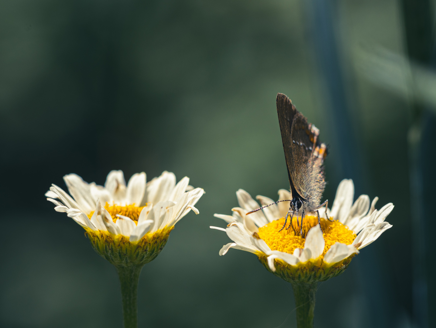 The two flowers