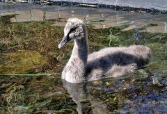 The Ugly Duckling