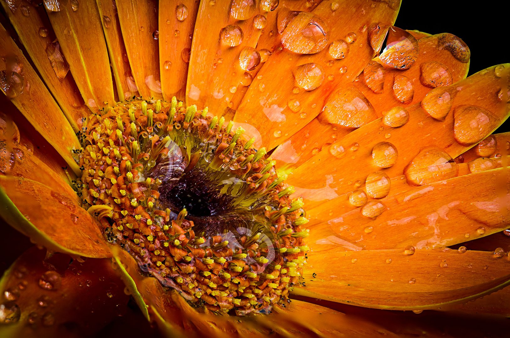 the ultra sharp flower