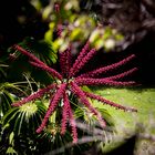 "The Umbrella Tree" 