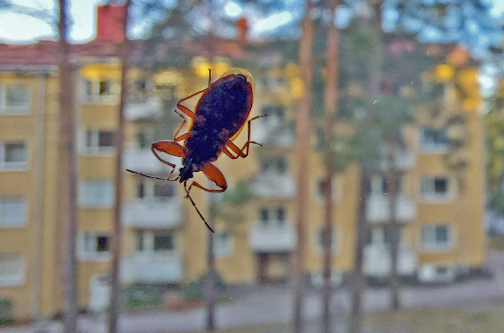 The un knowing insect out side our window