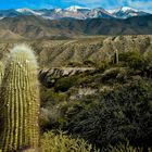 The UNFILTERED Flora of Argentina