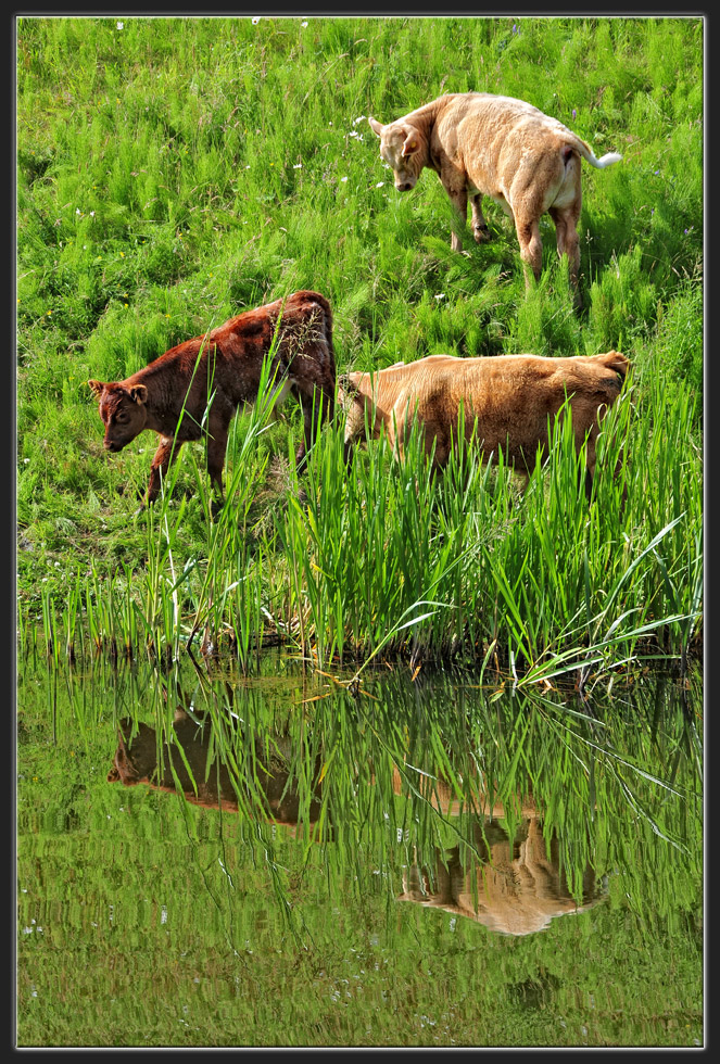 The Union Canal (2)