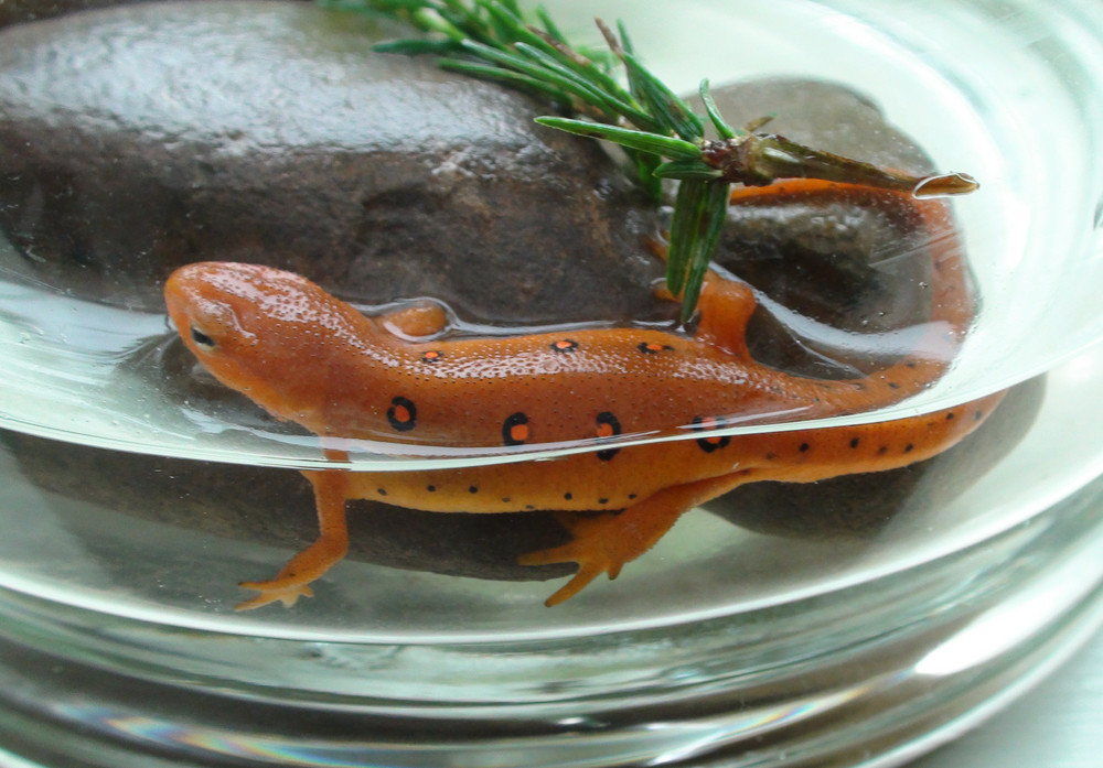 The Unique Newt 1