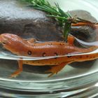 The Unique Newt 1