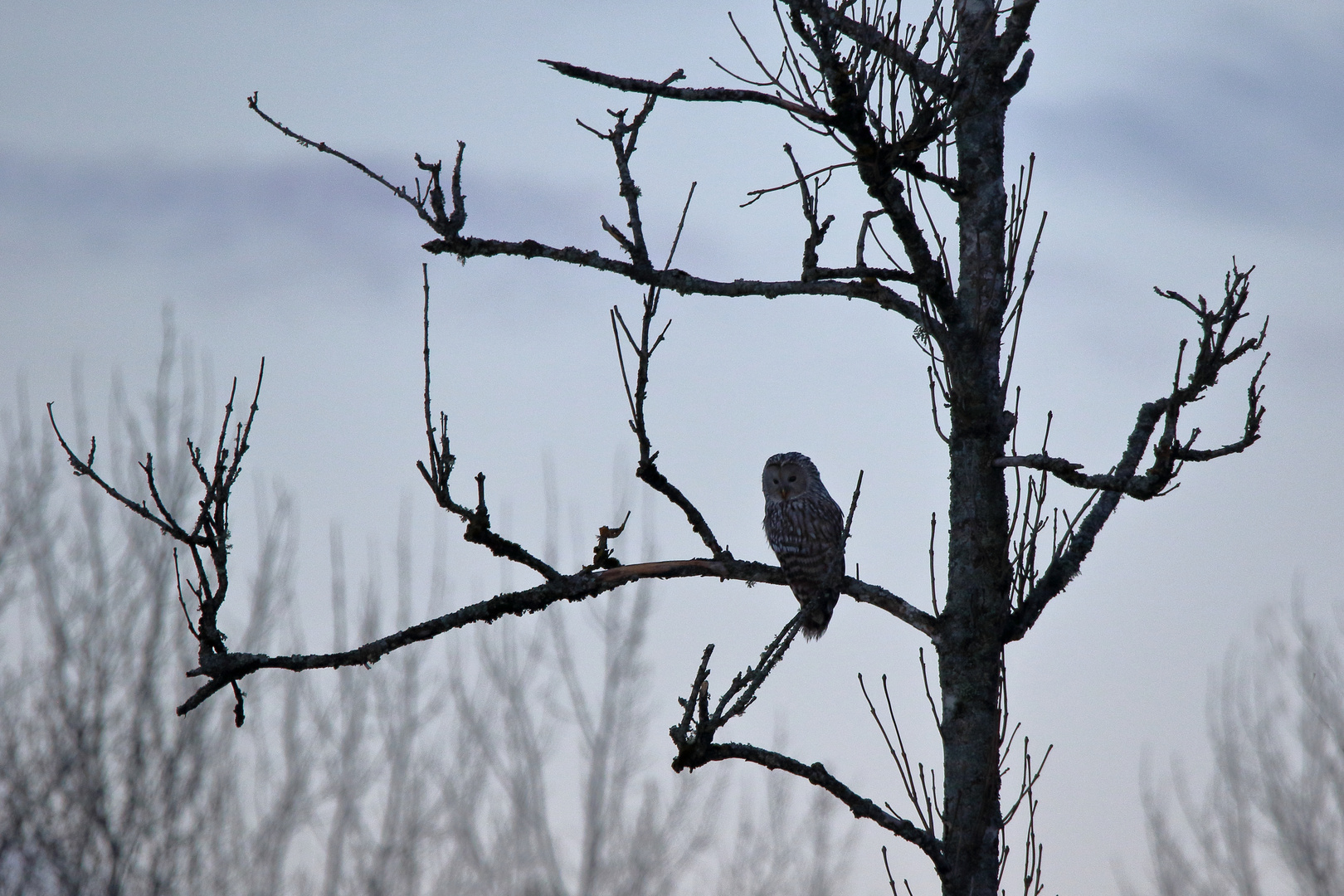 The Ural owl (Strix uralensis)