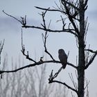 The Ural owl (Strix uralensis)