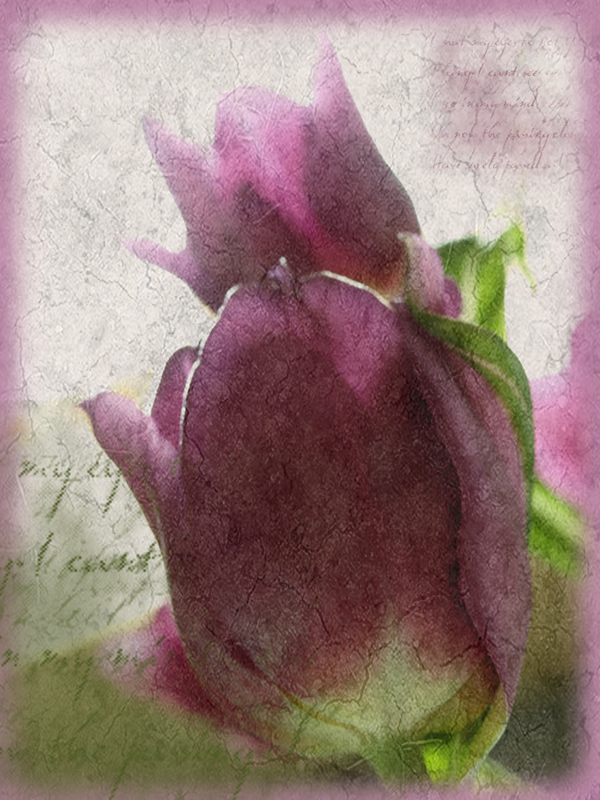 the velvet tulip