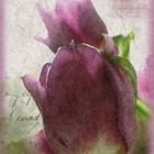 the velvet tulip