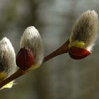 The very first catkins