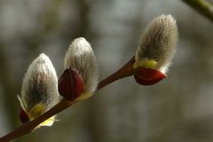 The very first catkins