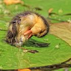 The very first preening