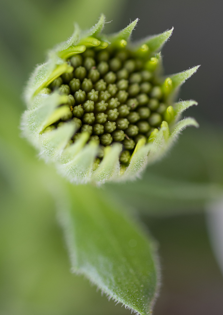 The very green! Kapkörbchen (African Daisy Purple Sun)