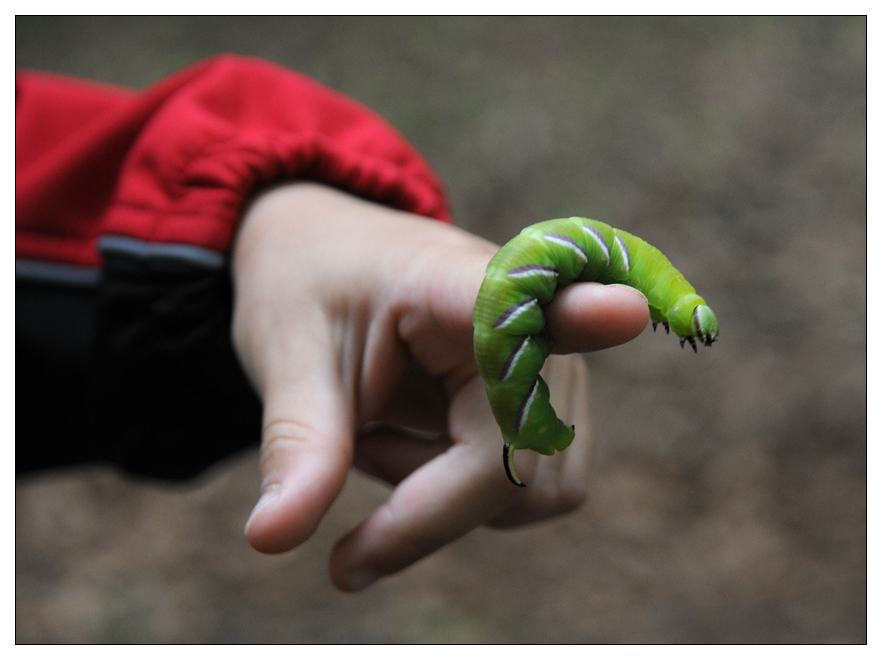 The Very Hungry Caterpillar