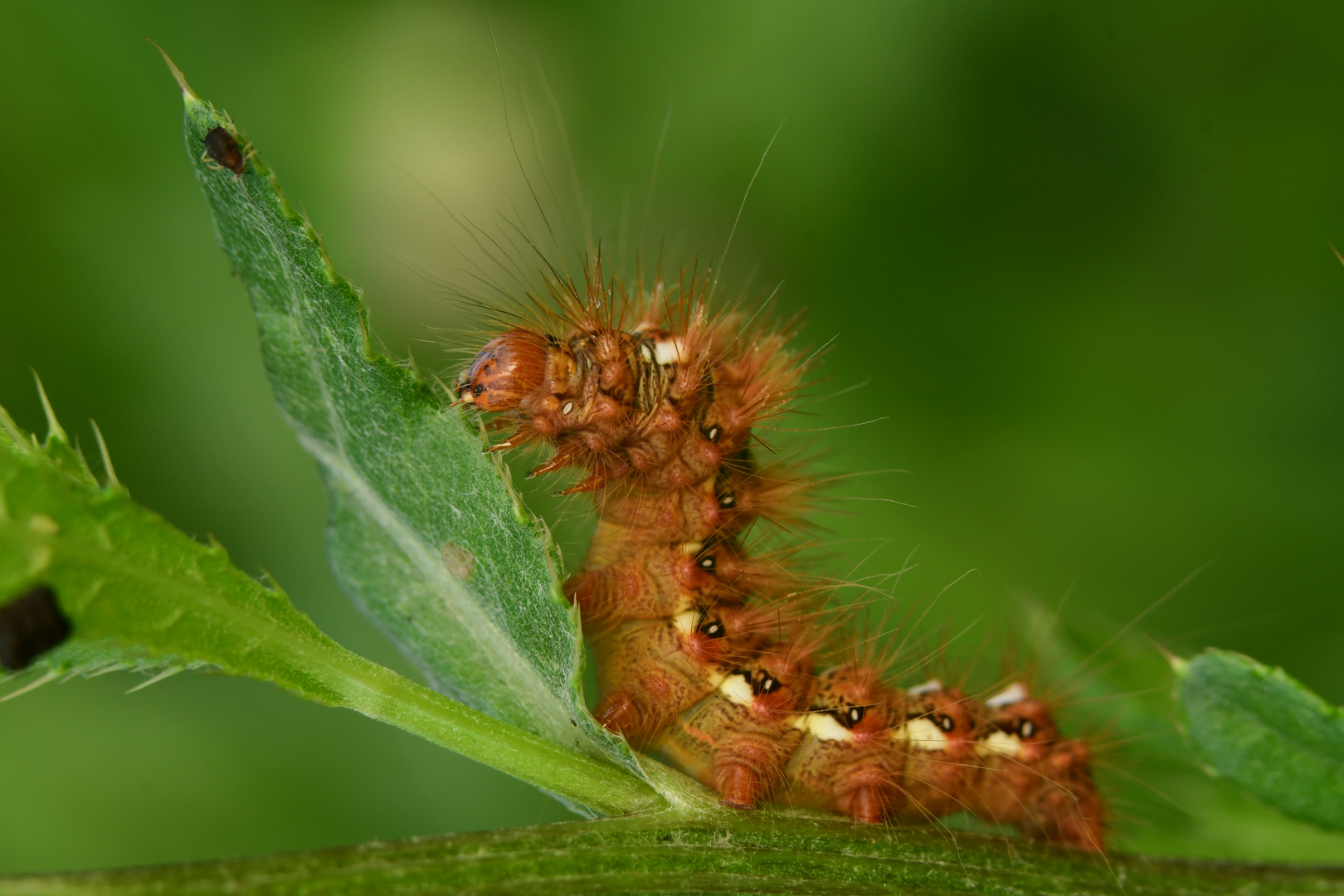 The very hungry caterpillar 