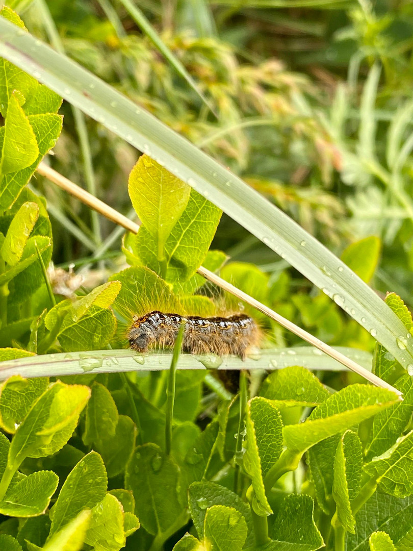 the very hungry caterpillar