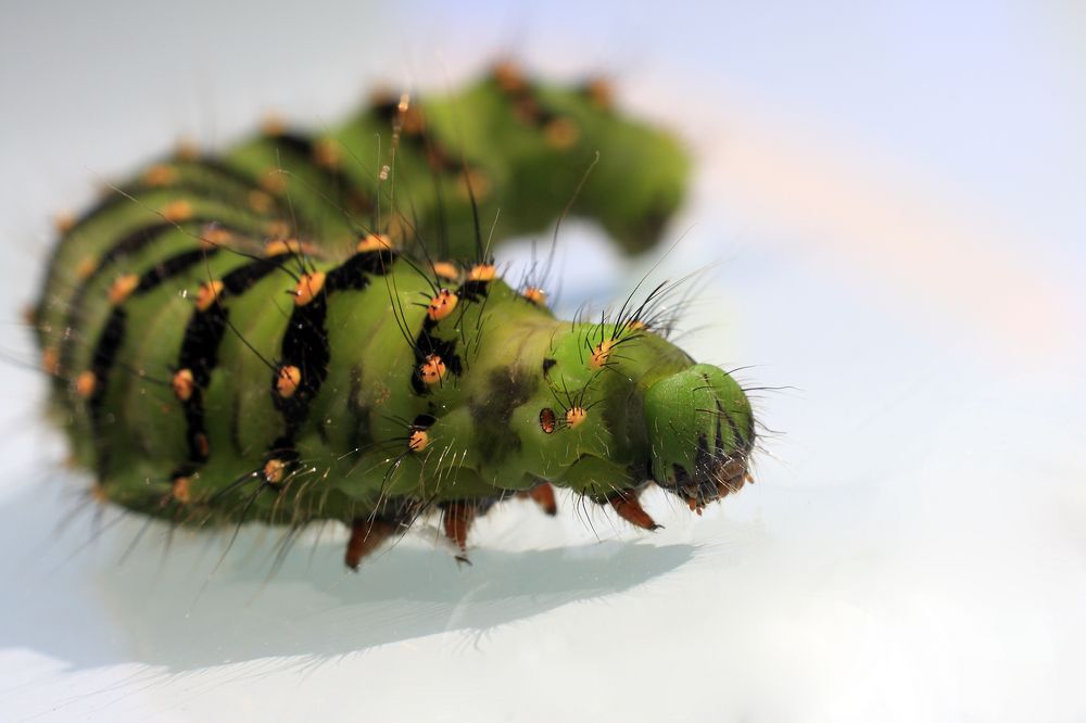 The Very Hungry Caterpillar