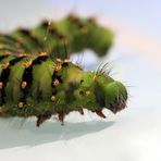 The Very Hungry Caterpillar