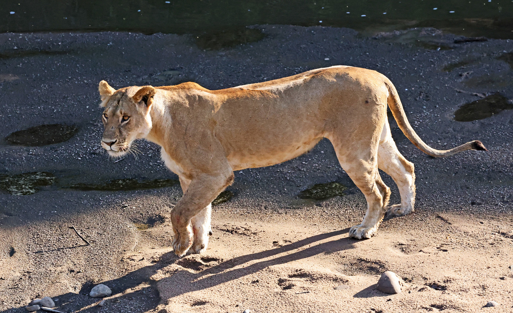 The victorious Lioness