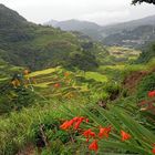 The View at Banauwe