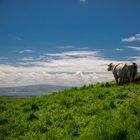 The View of Irland