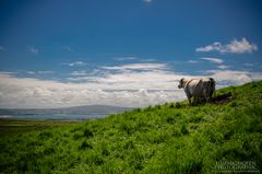 The View of Irland