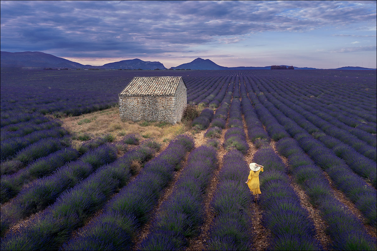 The violet everywhere! 