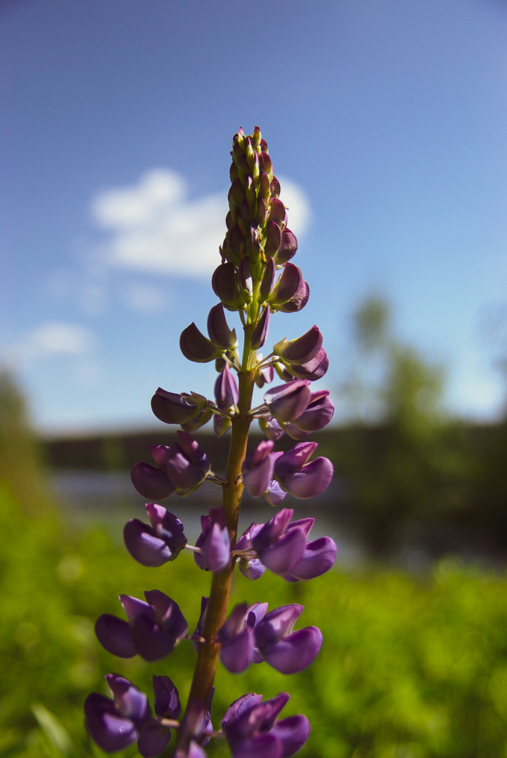 The violet plant