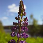 The violet plant