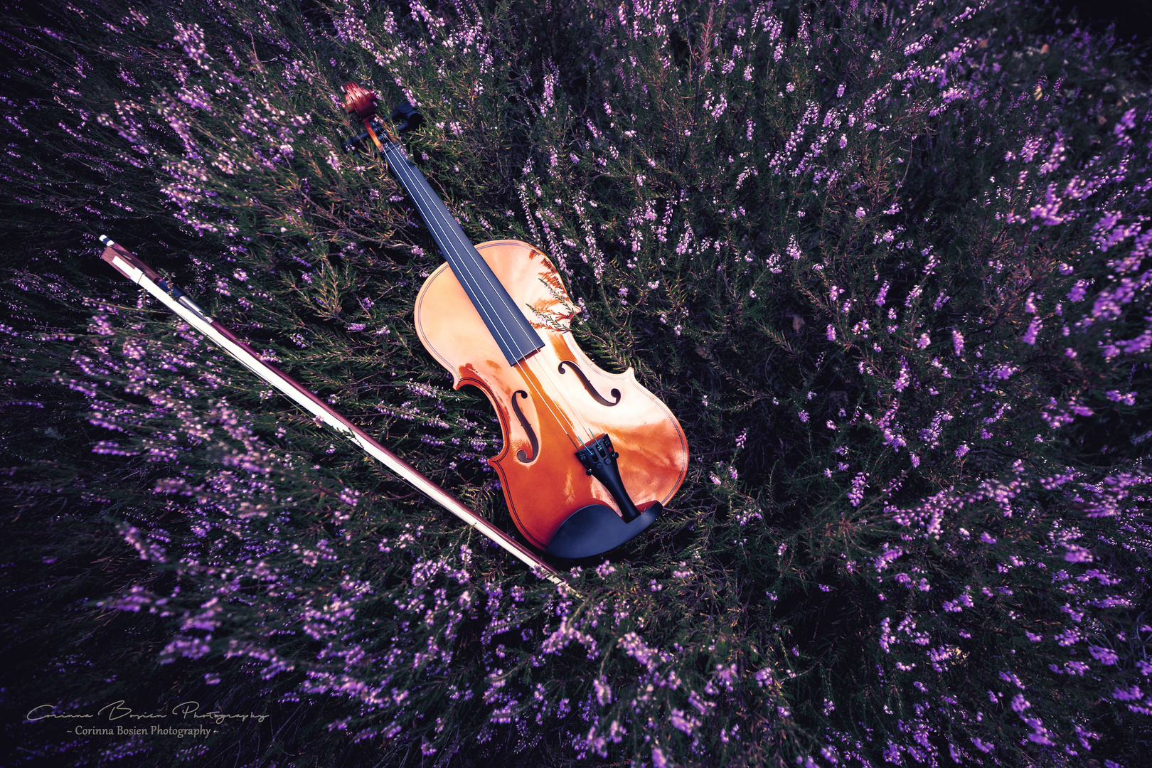 * ...the violine *
