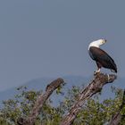 The Voice of Africa - The African Fish-Eagle (Haliaeetus vocifer)