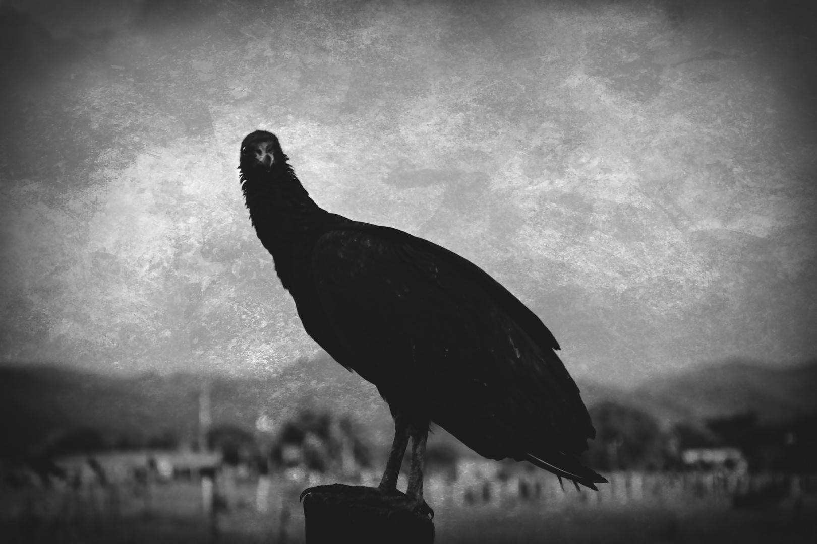 The vulture on my dark side..!!