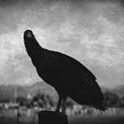 The vulture on my dark side..!!