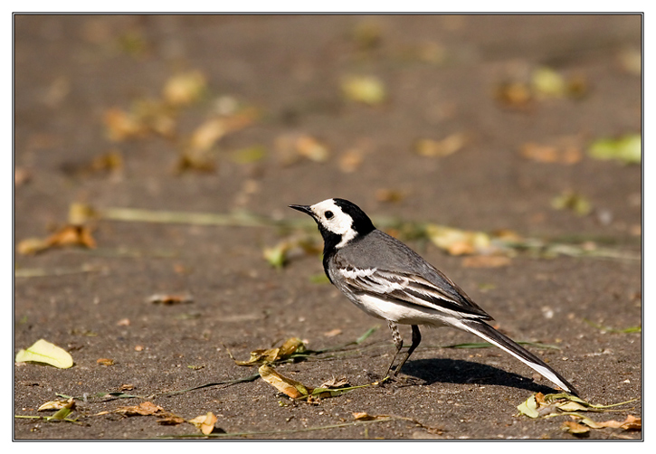 The wagtail