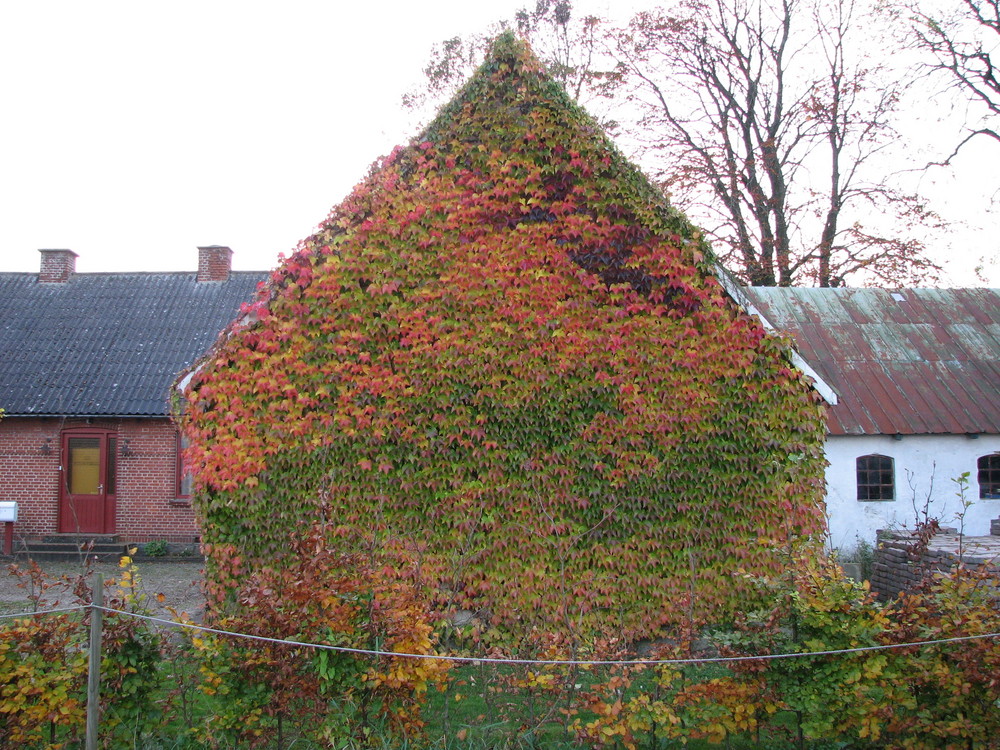 The Wal of Leaves