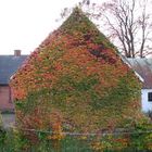 The Wal of Leaves