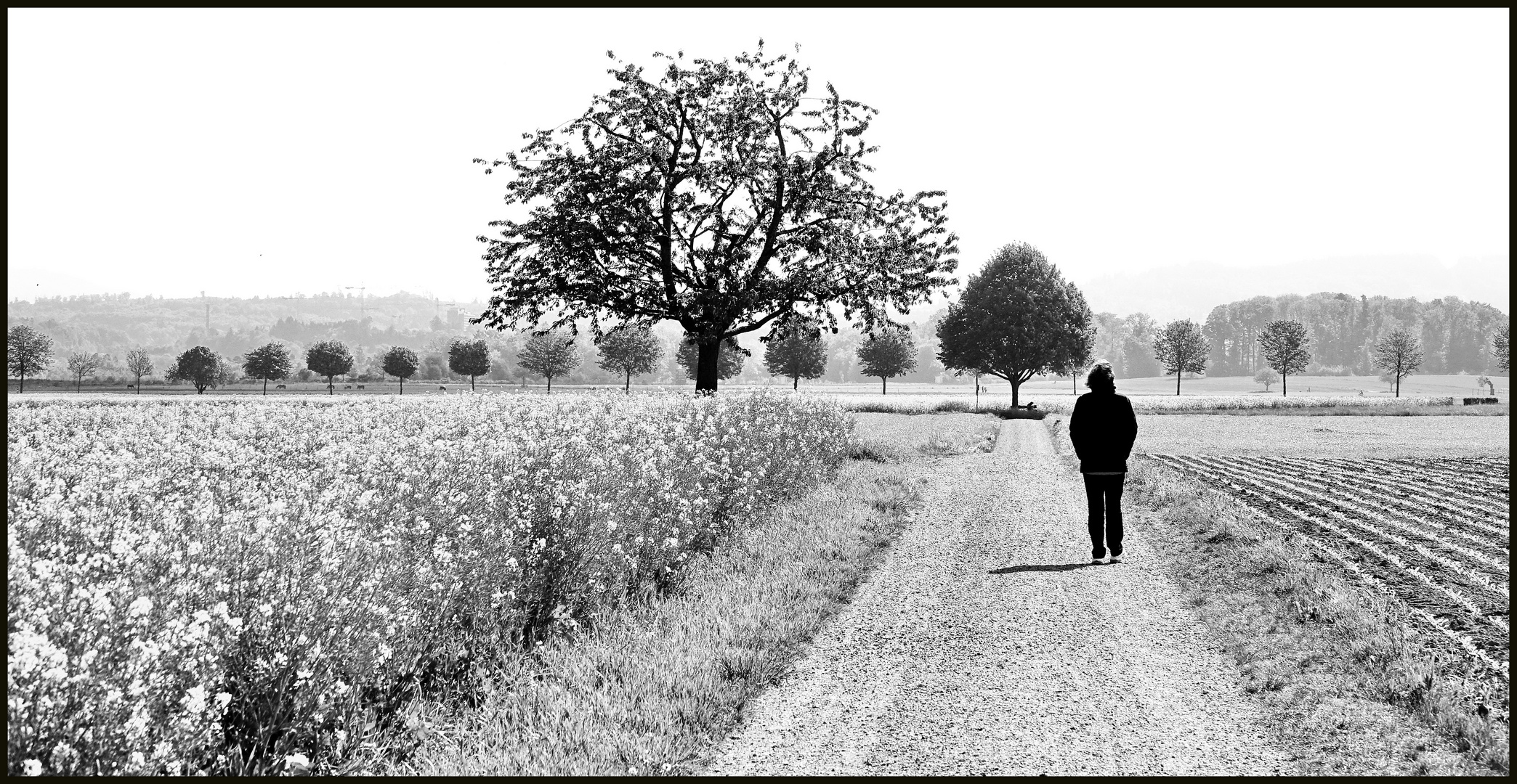 The walk (1)