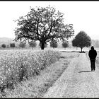 The walk (1)